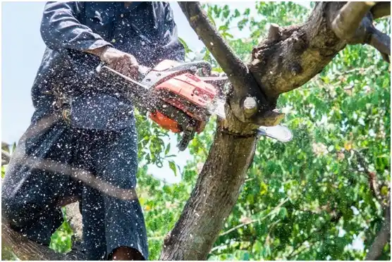 tree services Worthing